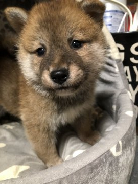 柴犬(標準サイズ)【香川県・男の子・2021年8月18日・赤色】の写真「毛色の綺麗なイケメンボーイ」