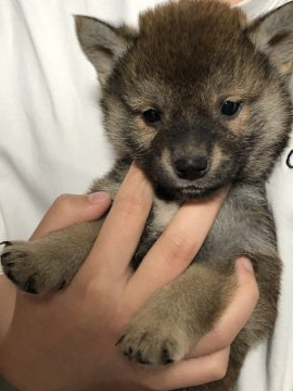 柴犬(標準サイズ)【香川県・男の子・2022年3月29日・赤色】の写真「可愛い柴ちゃんです。」