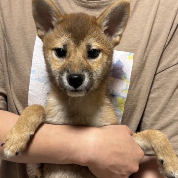 柴犬(標準サイズ)【香川県・女の子・2024年3月6日・赤色】の写真「女の子らしい美人さん。」