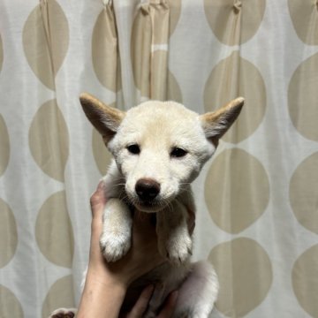 柴犬(標準サイズ)【香川県・男の子・2024年7月28日・白色】の写真「小ぶりの男の子」