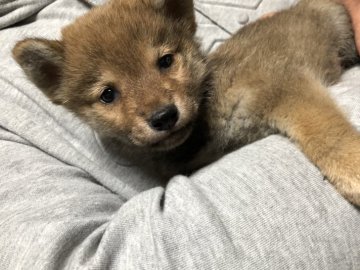 柴犬(標準サイズ)【香川県・男の子・2021年9月24日・赤色】の写真「凄く小ぶりの赤柴くん♪」