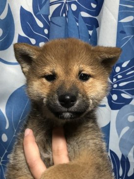 柴犬(標準サイズ)【香川県・男の子・2021年11月11日・赤色】の写真「新春特別価格。欠点などありません。」