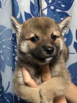 柴犬(標準サイズ)【香川県・女の子・2021年8月31日・赤色】の写真「♪綺麗なお顔の美人さん♪」