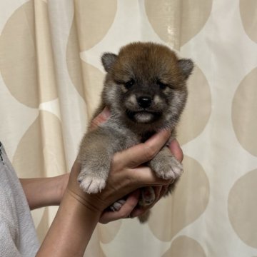 柴犬(標準サイズ)【香川県・男の子・2024年7月11日・赤色】の写真「綺麗な赤柴です。」