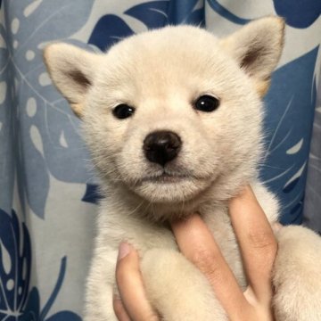 柴犬(標準サイズ)【香川県・女の子・2023年2月11日・白色】の写真「めちゃくちゃ小さいです♪」