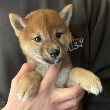 柴犬(豆柴)【香川県・女の子・2023年12月23日・赤色】の写真「小ぶりで可愛い赤柴ちゃん。」