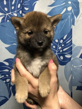 柴犬(標準サイズ)【香川県・男の子・2022年3月29日・赤色】の写真「可愛い柴ちゃんです。」