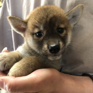 柴犬(豆柴)【香川県・女の子・2023年6月29日・赤柴】の写真「バリ可愛小さい美人柴ちゃん💖」