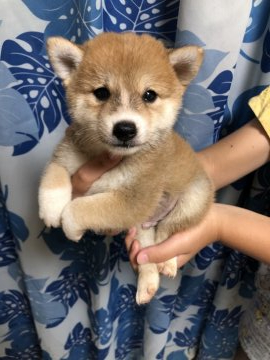 柴犬(標準サイズ)【香川県・男の子・2020年7月12日・赤色】の写真「ソックス履いている可愛い赤柴ちゃん」