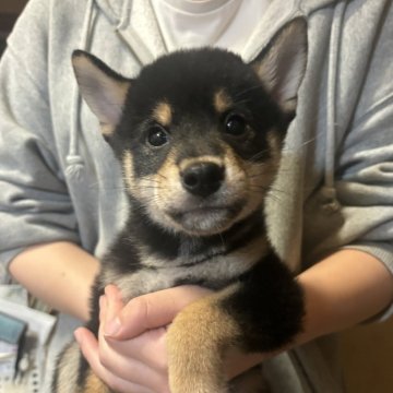 柴犬(豆柴)【香川県・男の子・2024年3月20日・黒色】の写真「配色抜群」