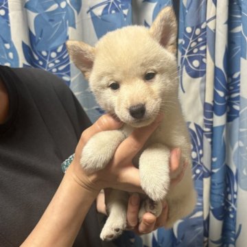 柴犬(豆柴)【香川県・男の子・2024年3月20日・白色】の写真「めちゃくちゃ小さいです。」