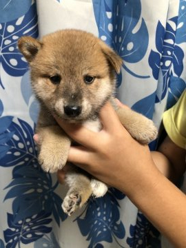 柴犬(標準サイズ)【香川県・男の子・2020年7月27日・赤色】の写真「人懐っこくしっかりとした元気のいい子です」