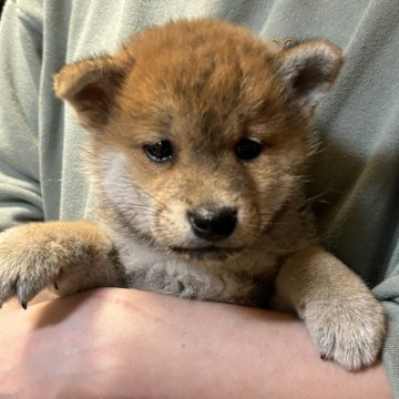 柴犬(豆柴)【香川県・男の子・2024年2月19日・赤色】の写真「小ぶりのイケメンくん。」