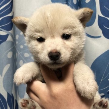 柴犬(標準サイズ)【香川県・女の子・2023年2月11日・白色】の写真「めちゃくちゃ小さいです♪」