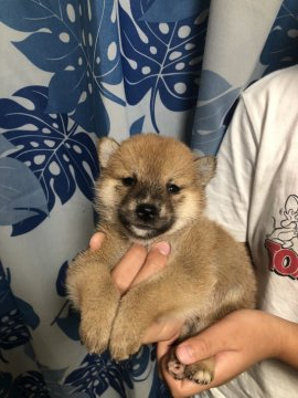 柴犬(標準サイズ)【香川県・女の子・2020年7月12日・赤色】の写真「明るい性格でコロコロした綺麗なお顔の女の子です。」