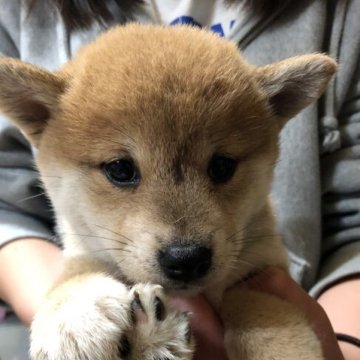 柴犬(豆柴)【香川県・女の子・2023年1月2日・赤色】の写真「お求め安い価格に変更致しました。美人豆ちゃん」