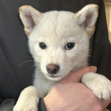 柴犬(豆柴)【香川県・男の子・2023年11月21日・白色】の写真「イケメンくんです。」