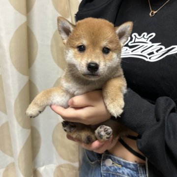 柴犬(豆柴)【香川県・男の子・2024年5月16日・赤色】の写真「小粒のイケメンくん。」