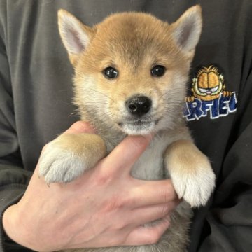 柴犬(豆柴)【香川県・男の子・2023年12月23日・赤色】の写真「配色綺麗な赤柴です。」