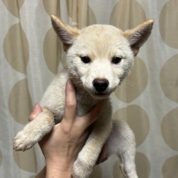 柴犬(標準サイズ)【香川県・男の子・2024年7月28日・白色】の写真「小ぶりの男の子」