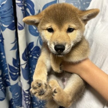 柴犬(標準サイズ)【香川県・男の子・2023年7月27日・赤】の写真「お客様感謝価格‼︎」