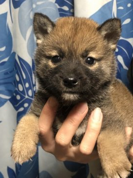 柴犬(標準サイズ)【香川県・男の子・2021年10月13日・赤色】の写真「めちゃくちゃ小さい柴ベイビー♪」