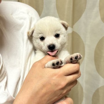 柴犬(豆柴)【香川県・男の子・2024年7月22日・白色】の写真「真っ白な美男子。」