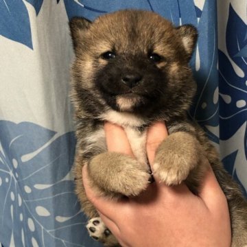 柴犬(豆柴)【香川県・男の子・2023年1月2日・赤色】の写真「小さい豆柴くん」