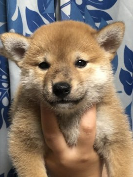 柴犬(標準サイズ)【香川県・女の子・2021年9月3日・赤色】の写真「♪可愛い小ぶりの小柴ちゃん♪」