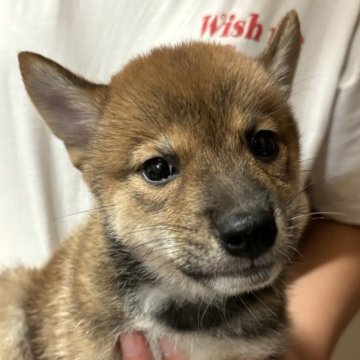 柴犬(標準サイズ)【香川県・男の子・2023年8月5日・赤】の写真「お客様感謝価格‼︎」