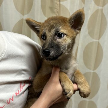 柴犬(標準サイズ)【香川県・女の子・2024年3月6日・赤色】の写真「赤毛の美人さん」