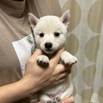 柴犬(豆柴)【香川県・男の子・2024年7月22日・白色】の写真「真っ白なイケメンくん。」