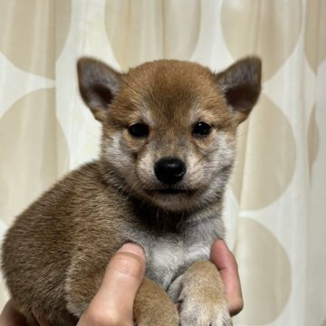 柴犬(標準サイズ)【香川県・男の子・2024年8月20日・赤色】の写真「綺麗な男の子」