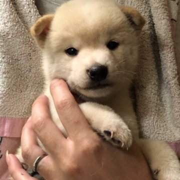 柴犬(豆柴)【香川県・男の子・2023年8月14日・白】の写真「💖シロクマ君💖」