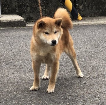 柴犬(標準サイズ)【香川県・男の子・2022年11月25日・赤色】の写真「柴犬らしい顔つき」