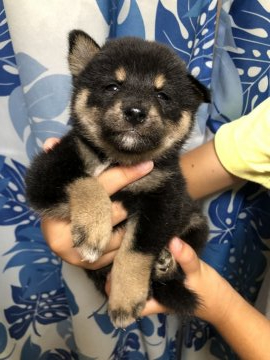 柴犬(標準サイズ)【香川県・女の子・2020年7月27日・黒色】の写真「遺伝子検査母犬クリアです。」