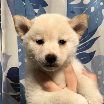 柴犬(標準サイズ)【香川県・男の子・2022年4月20日・白色】の写真「かなり小さいイケメンくんです♪」