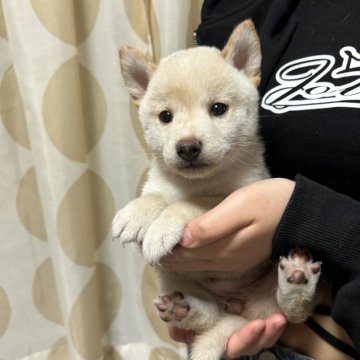 柴犬(豆柴)【香川県・女の子・2024年5月16日・白色】の写真「小粒の美人ちゃん」