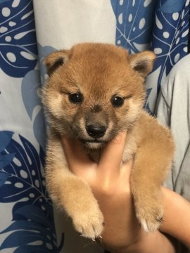 柴犬(標準サイズ)【香川県・女の子・2021年6月24日・赤色】の写真「凄く小ぶりの柴ちゃん♪」