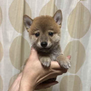 柴犬(豆柴)【香川県・男の子・2024年8月23日・赤色】の写真「小ぶり柴くん。」