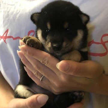 柴犬(豆柴)【香川県・男の子・2023年7月17日・黒】の写真「可愛い黒柴君」