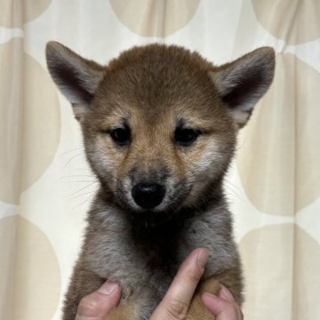 柴犬(標準サイズ)【香川県・男の子・2024年7月11日・赤色】の写真「イケメン柴くん」