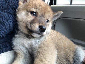 柴犬(標準サイズ)【香川県・女の子・2021年12月21日・赤色】の写真「父犬遺伝子検査クリア済み。」