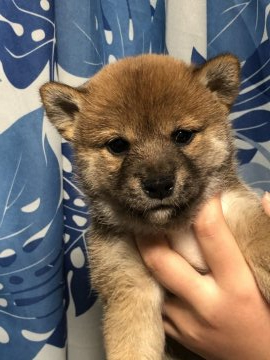 柴犬(標準サイズ)【香川県・女の子・2021年12月2日・赤色】の写真「豆柴タイプ♪」