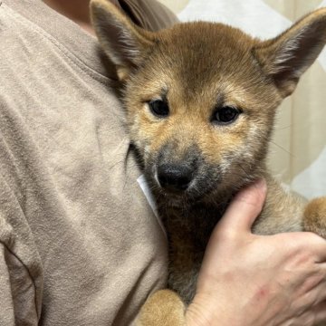 柴犬(標準サイズ)【香川県・女の子・2024年4月26日・赤色】の写真「可愛い小ぶりサイズの女の子。」