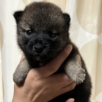 柴犬(標準サイズ)【香川県・女の子・2024年8月20日・赤色】の写真「小ぶりの女の子。」