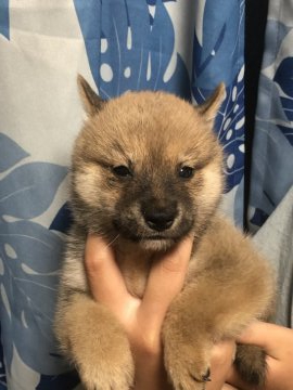 柴犬(標準サイズ)【香川県・男の子・2021年6月16日・赤色】の写真「可愛い男の子♪」