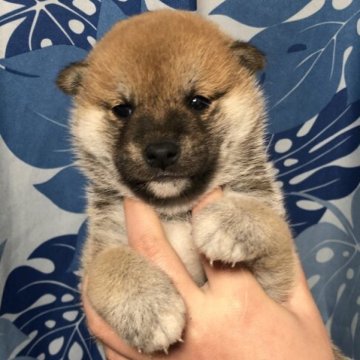 柴犬(豆柴)【香川県・女の子・2022年12月26日・赤色】の写真「かなり小さいです。」