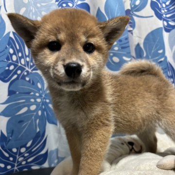 柴犬(標準サイズ)【香川県・女の子・2023年12月4日・赤色】の写真「小さい柴犬。」