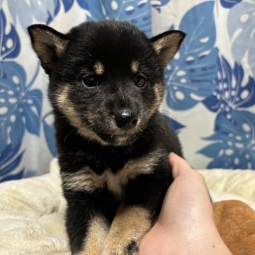 柴犬(豆柴)【香川県・女の子・2023年12月16日・黒色】の写真「美人黒ちゃん。」